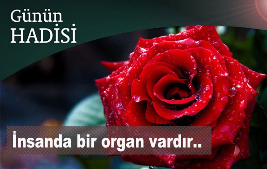 İnsanda bir organ vardır..