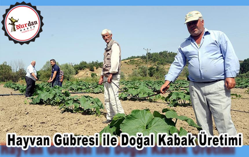 Hayvan Gübresi ile Doğal Kabak Üretiyorlar