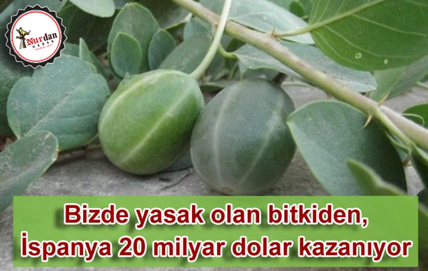 Bizde yasak olan bitkiden, İspanya 20 milyar dolar kazanıyor