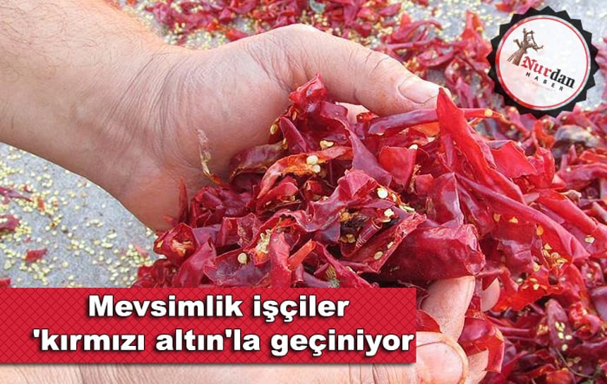 Mevsimlik işçiler ‘kırmızı altın’la geçiniyor