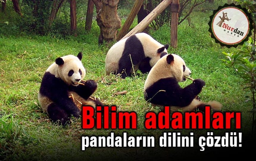 Bilim adamları pandaların dilini çözdü!