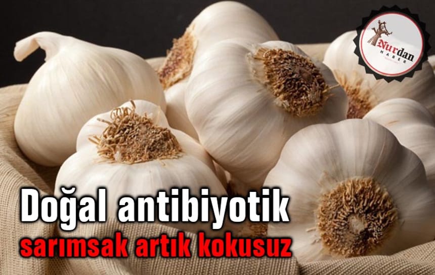 Sevil Gülsoy: ‘Doğal antibiyotik sarımsak artık kokusuz’