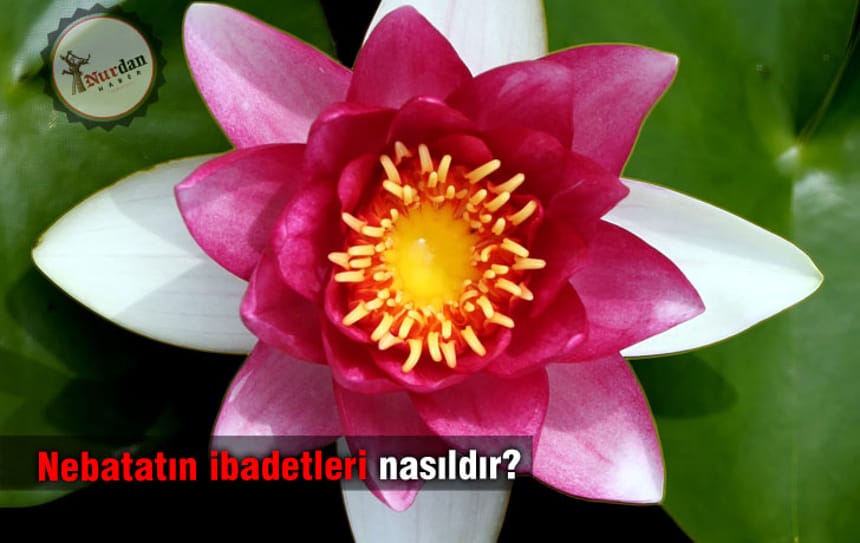 Nebatatın ibadetleri nasıldır?