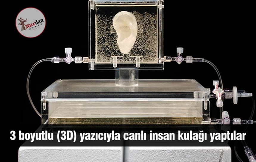 3 boyutlu (3D) yazıcıyla canlı insan kulağı yaptılar