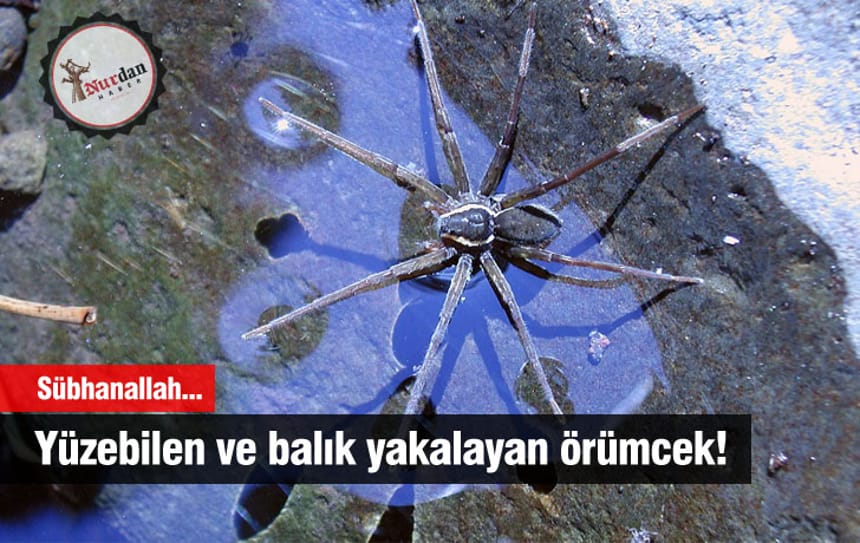 Yüzebilen ve balık yakalayan örümcek!