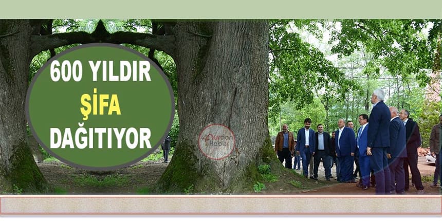 Ordu’da bulunan ‘anıt ağaç’ 600 yıldır şifa dağıtıyor