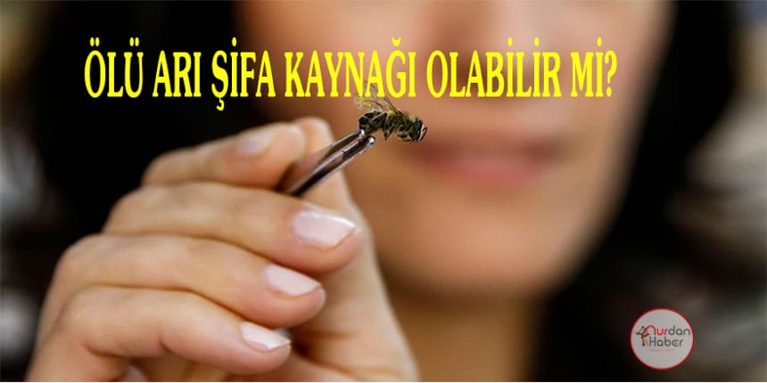 ‘Arının ölüsü de şifa kaynağı’