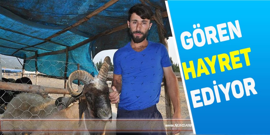 4 boynuzlu kurbanlık görenleri şaşırtıyor