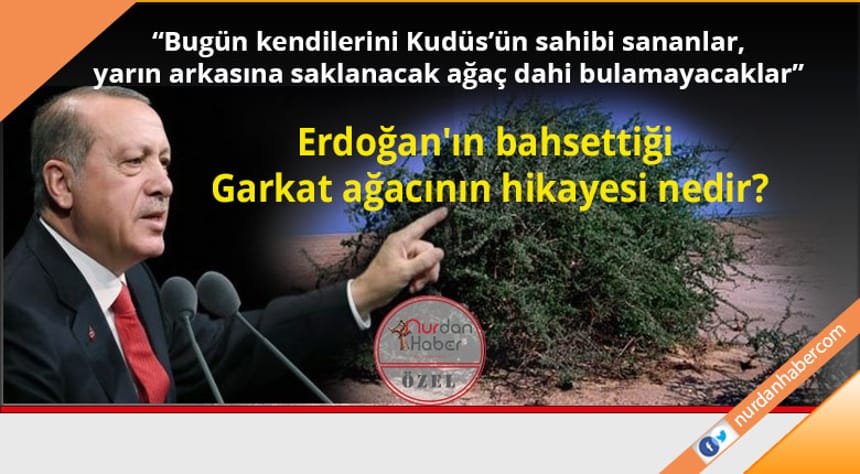 Yahudilerin sevdiği Garkat ağacı nedir?