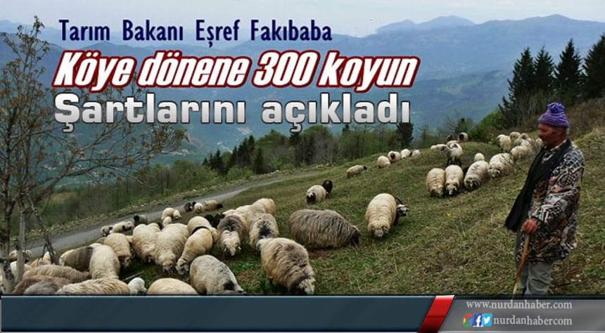 İşte 300 koyun+maaşın şartları