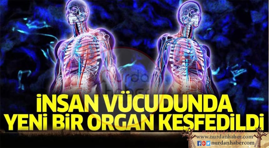 İnsan vücudunda yeni bir ‘organ’ keşfedildi