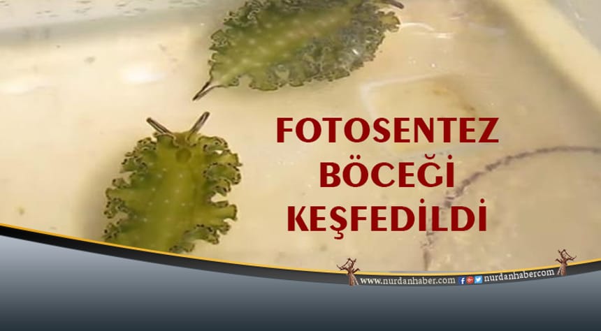 Fotosentez yapabilen hayvan türü keşfedildi