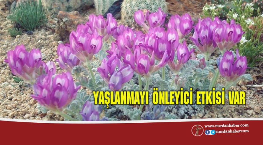 Bu ot yaşlanmayı durduruyor