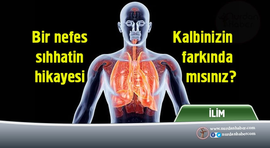 Tüm organları besleyen güç