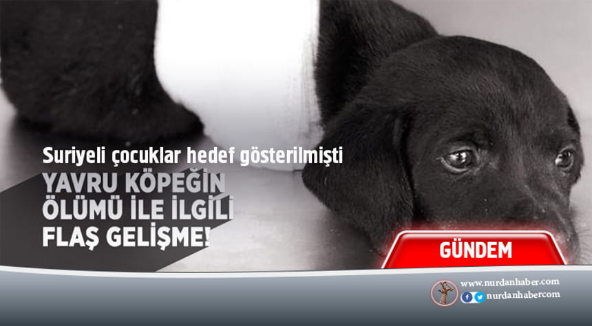 Yavru köpeğin ölümü ile ilgili flaş gelişme!