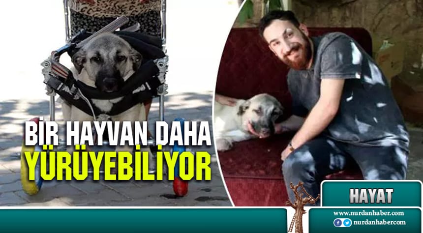 ‘Hayat tamircisi’, ayakları kesilen köpeğe yürüteç yaptı