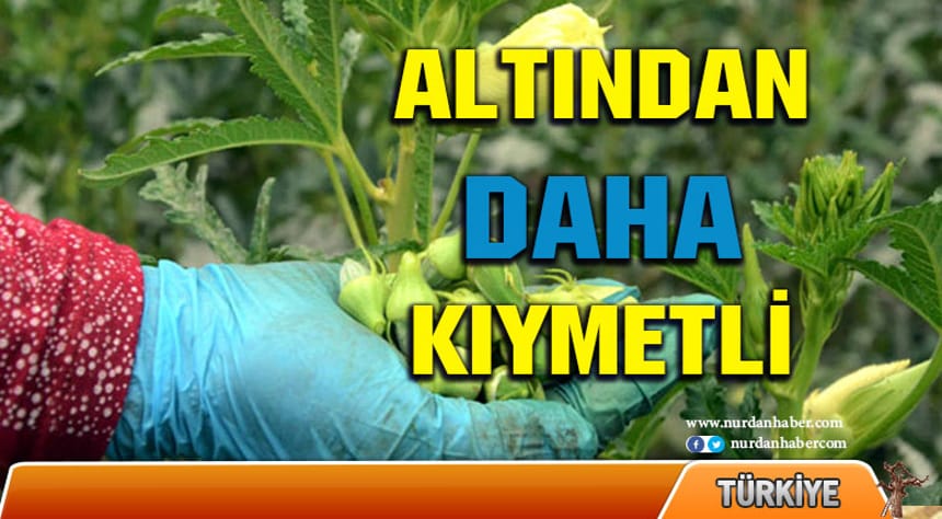 Altından daha kıymetli!