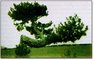 Bediüzzaman Hazretleri’nin Kastamonu’daki Ağacı Yanlış mı Biliniyor