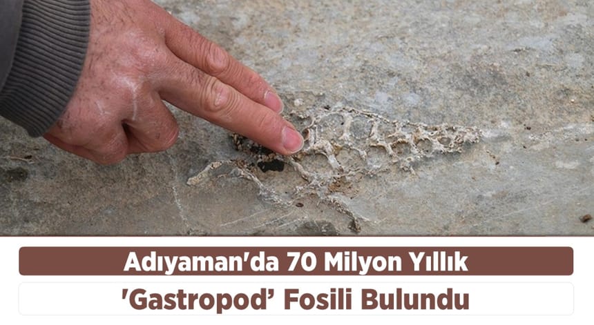 Adıyaman’da 70 Milyon Yıllık ‘Gastropod’ Fosili Bulundu