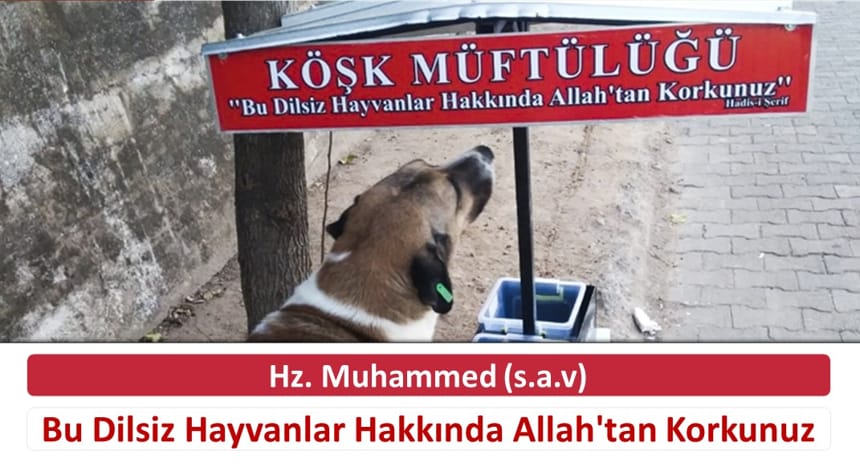 Bu Dilsiz Hayvanlar Hakkında Allah’tan Korkunuz